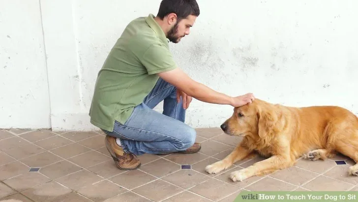 How to Traion Your dog to Sit