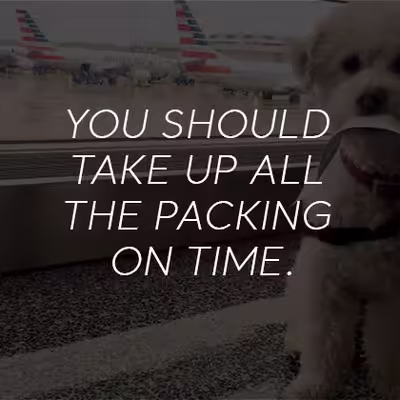 Guide for Traveling with a Service Dog in Europe