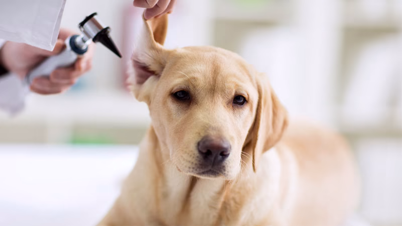 Dog Ear Infections
