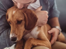 Emotional Support Animal Requirements