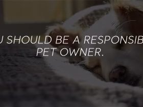 What Are Housing Rules For ESA Dogs?