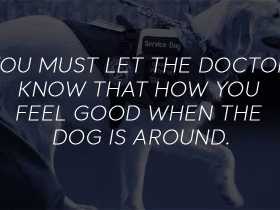 What Formalities Are Required To Certify The Emotional Support Dog?