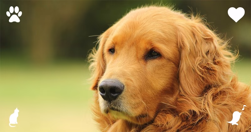 Top 10 Comforting Dog Breeds As Esa Content 1