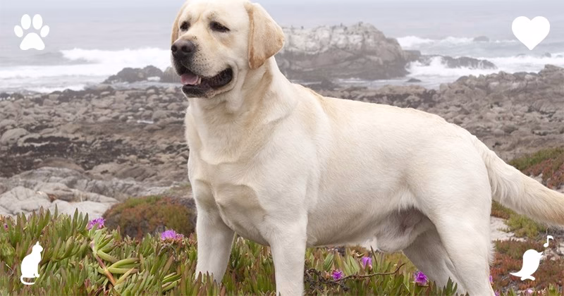 Top 10 Comforting Dog Breeds As Esa Content 2
