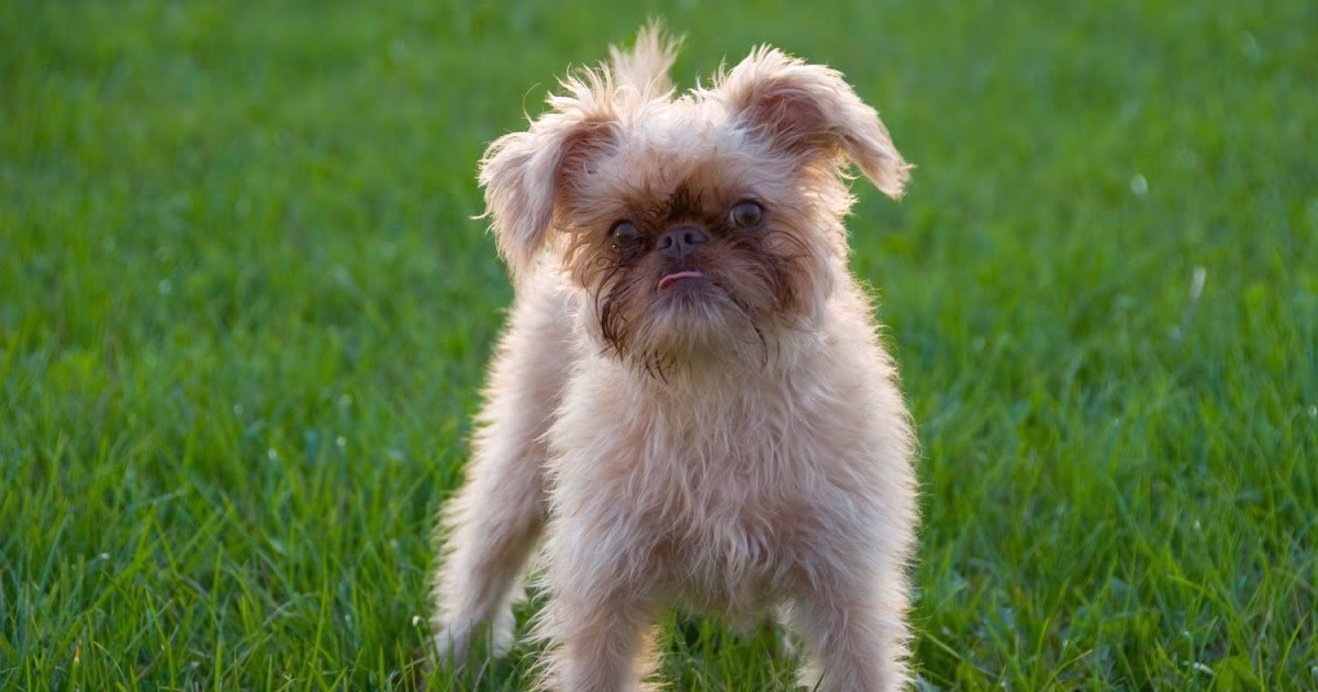 Top 10 Comforting Dog Breeds As Esa Content 3