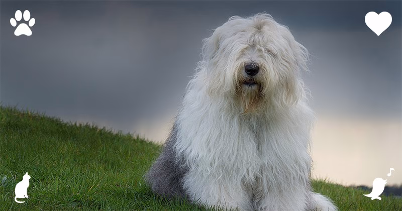 Top 10 Comforting Dog Breeds As Esa Content 5