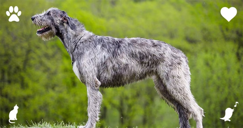 Top 10 Comforting Dog Breeds As Esa Content 8