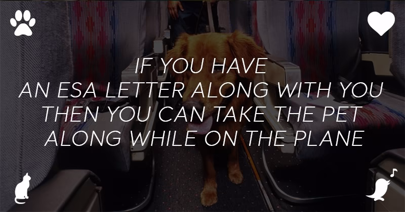 Travelling With An Emotional Support Dog Via Flight