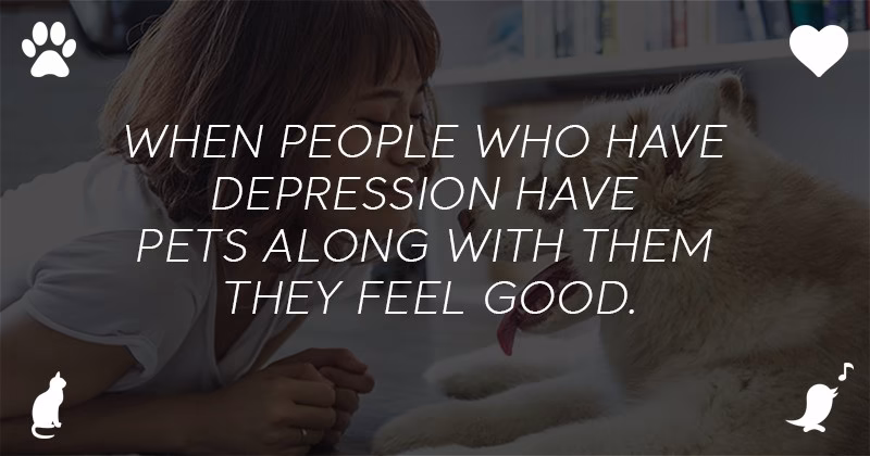 Benefits You Need To Know For Having an Emotional Support Animal