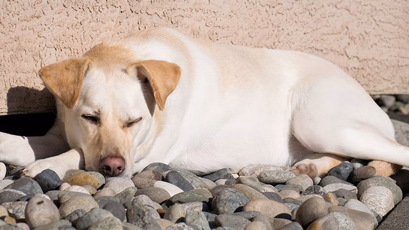 What Can Be The Reason For The Dogs Chewing Rocks And Bricks?