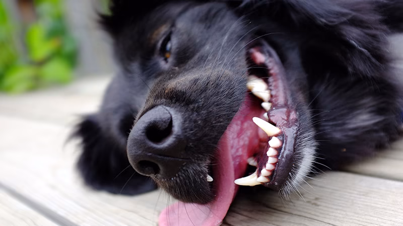 What Constant Panting Could Mean for Your Dog?