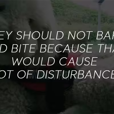 Know About Emotional Support Dog