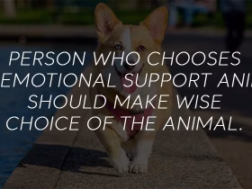Can an Emotional Support Animal Help with my Anxiety?
