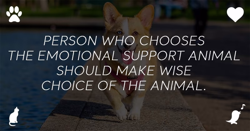 Can an Emotional Support Animal Help with my Anxiety?