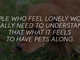 Training The Dog To Be an Emotional Support Animal