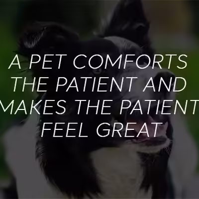 How to Get Emotional Animal Support Certification with Ease