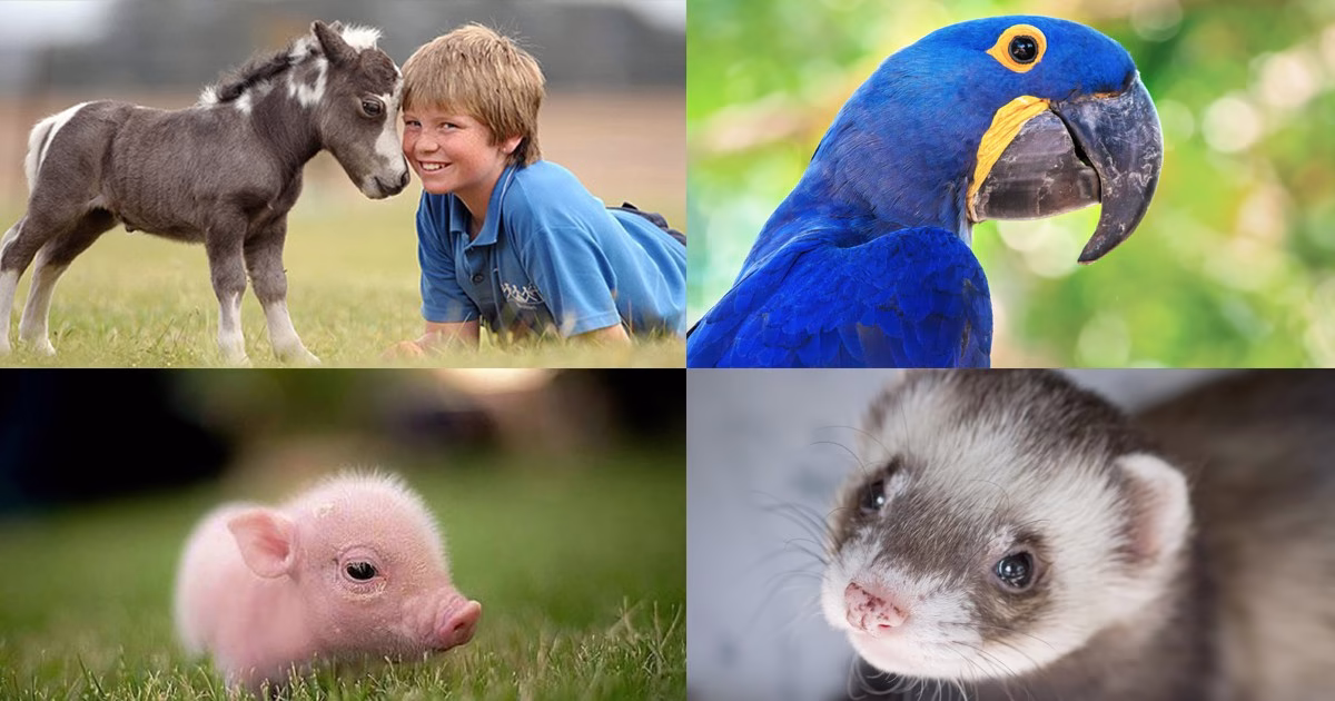 Know About Different Types of Service Animals and Emotional Support Animals