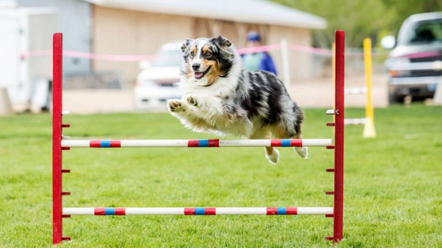 dog Agility Kits