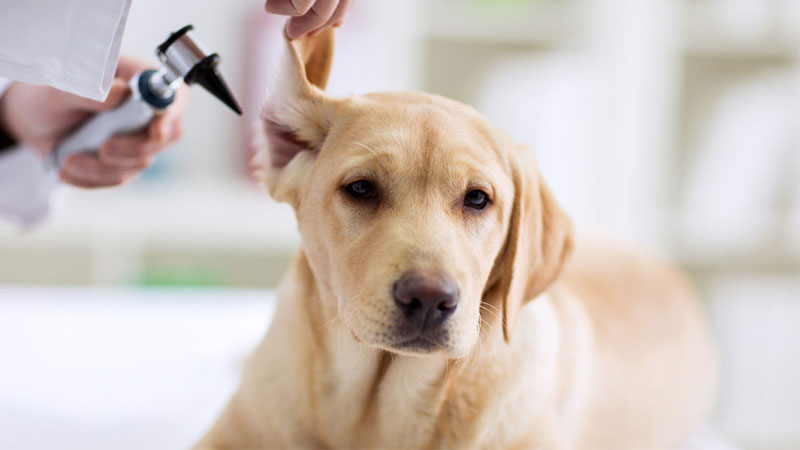 Dog Ear Infections