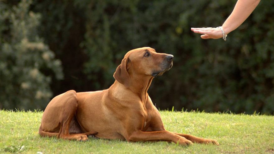 Deaf Dog Training