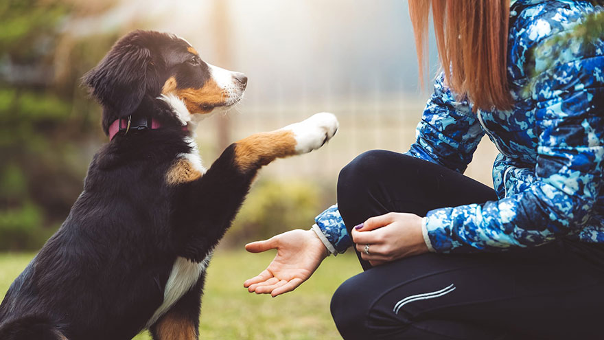 Dog Training Basics