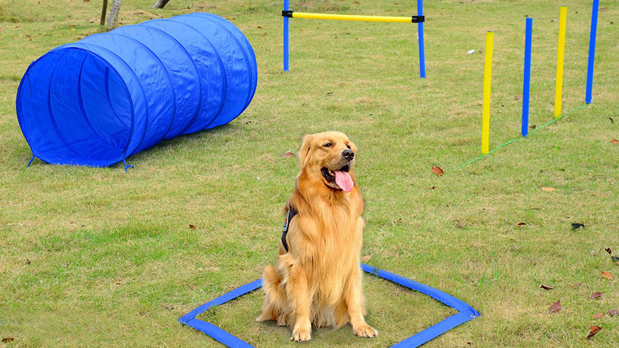 Dog Training Equipment