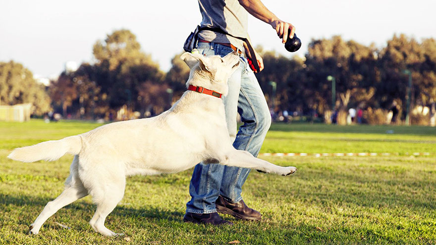 Dog Training Schools