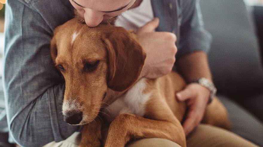 Any animal can be an emotional support animal