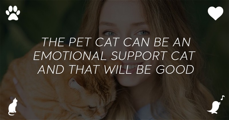 pet cat can be an emotional support cat