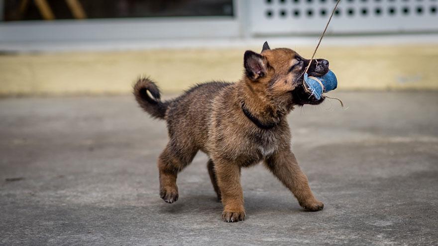 Guard Dog Training