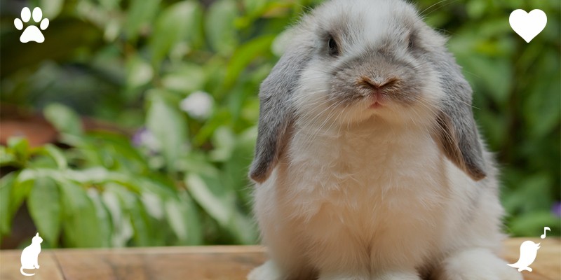 Best Emotional Support Animal rabbit