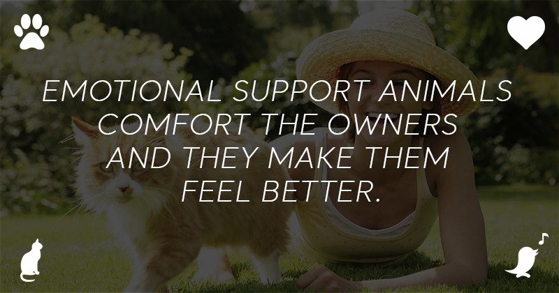 Legal Rights For Emotional Support Cats