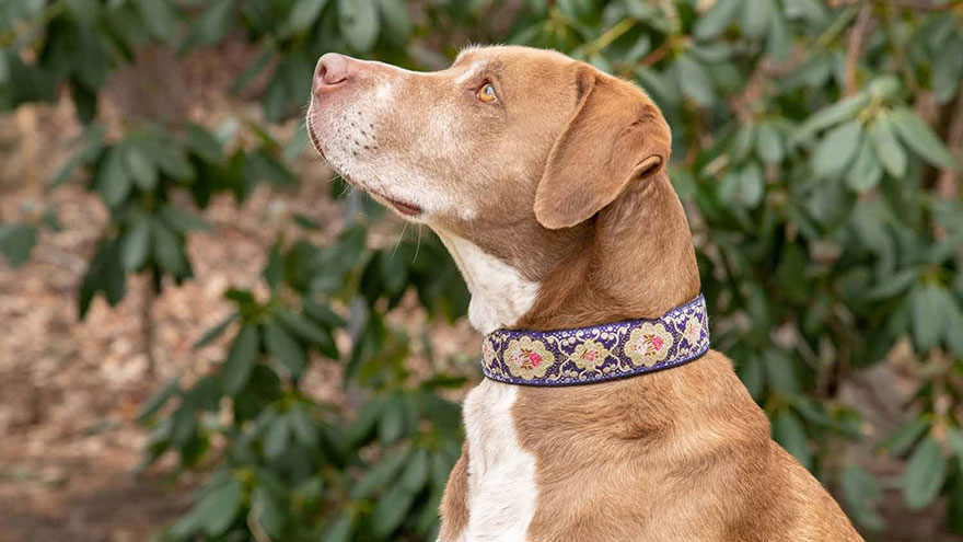 Specialty Collars for Training Your Dog