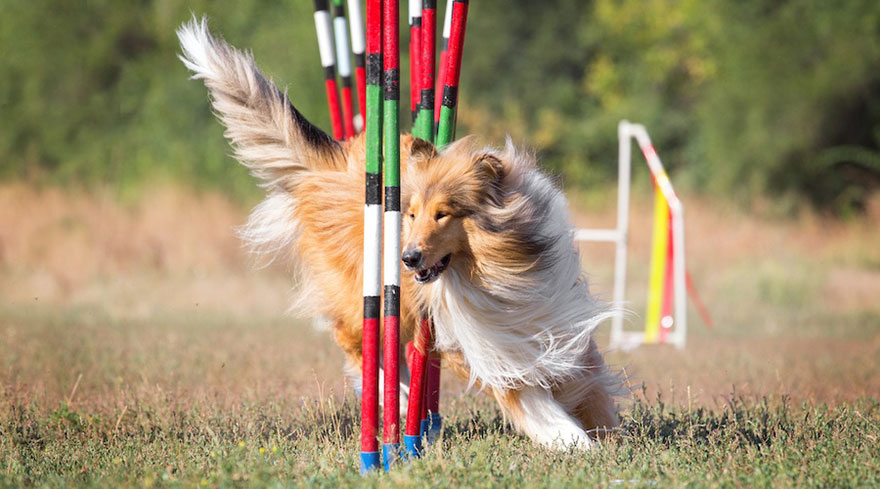 Tips for Dog Agility Training