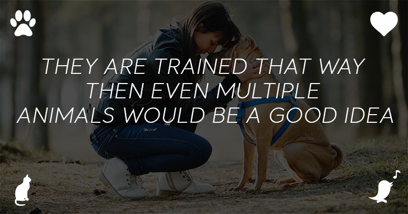 If they are trained that way then even multiple animals would be a good idea.