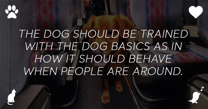 The dog should be trained with the dog basics as in how it should behave when people are around.
