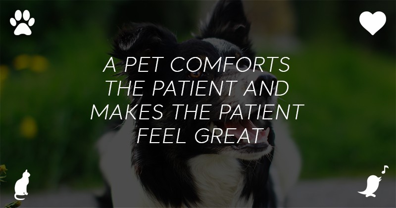 Pets love attention and support