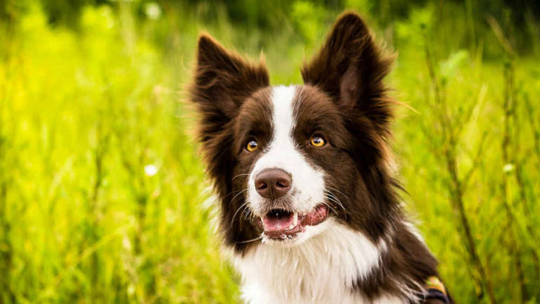 Border Collie Hip Problems - Earth of Pet