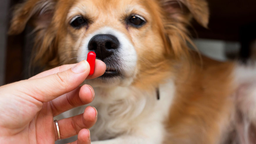 Cephalexin Usage for Dogs