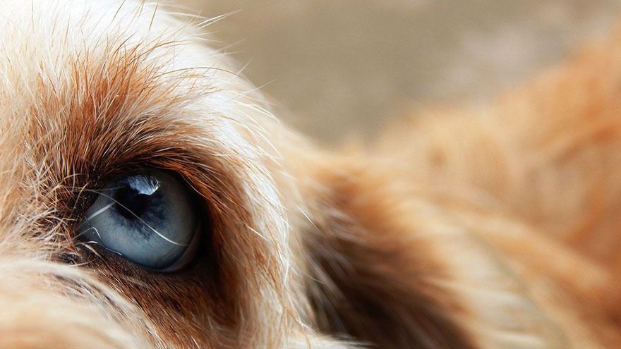 Eye Cancer in Dogs