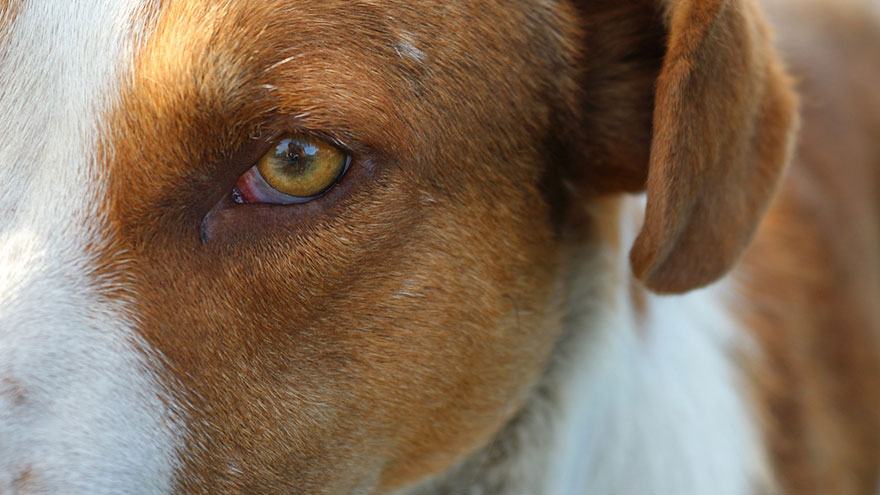 Eye Tumor in Dogs