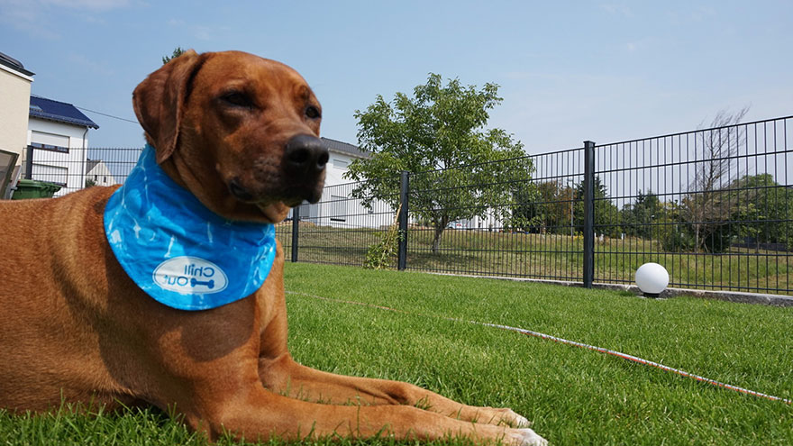 Cooling Bandanas for Dogs