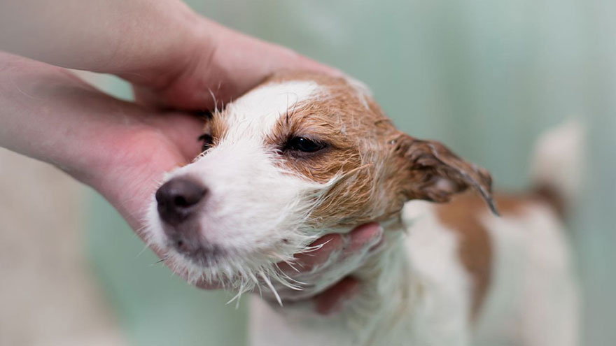 Puppy Dermatitis (Acne)