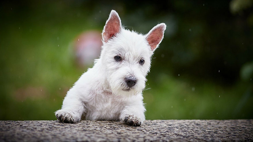 Skin Disorders in West Highland Terriers
