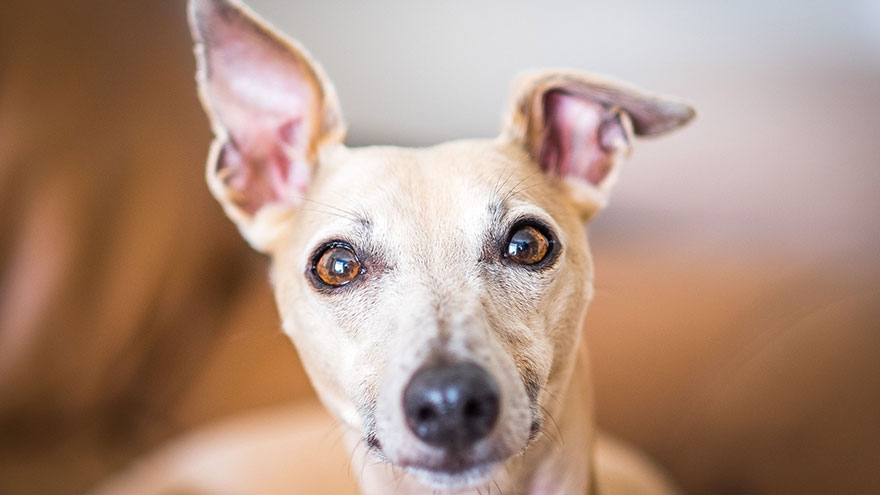 Dogs Shake Their Ears