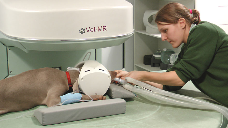 MRI Scans for Dogs