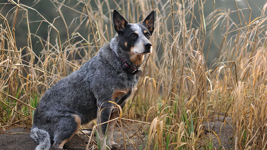 Australian Cattle Dogs