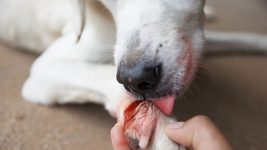 Dog From Licking a Wound