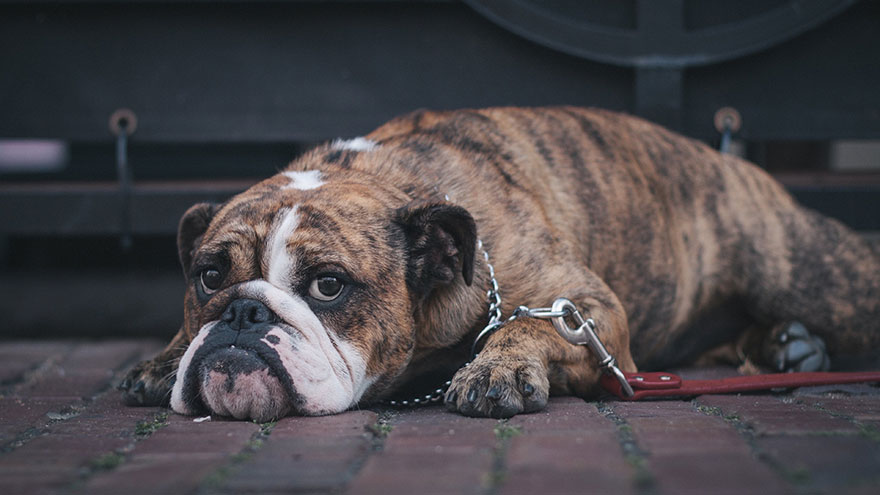 English Bulldog Diseases