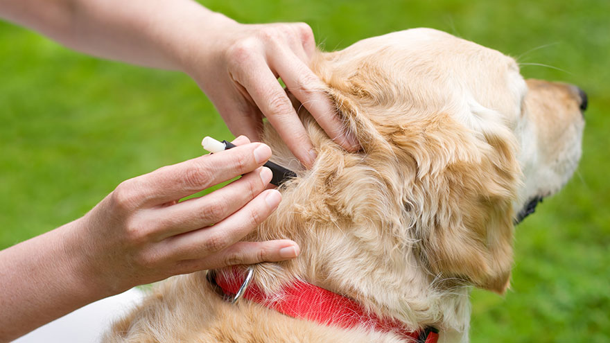 Embedded Ticks or Fleas